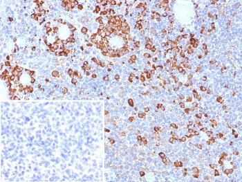 CD9 Antibody