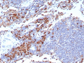 CD9 Antibody