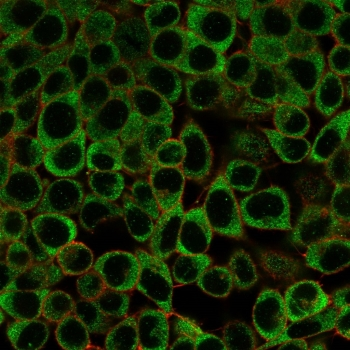 YBX3 Antibody / Y-box-binding protein 3