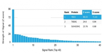 YBX3 Antibody / Y-box-binding protein 3