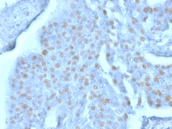 YBX3 Antibody / Y-box-binding protein 3