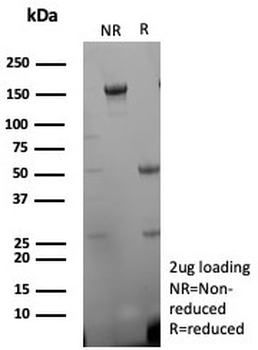 CD27 Antibody