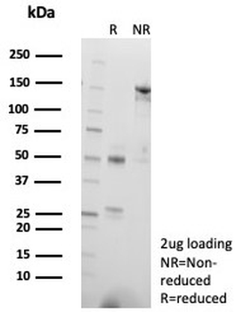 CD57 / HNK-1 Antibody