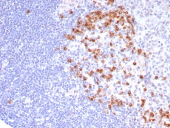 CD57 / HNK-1 Antibody