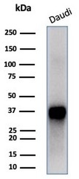 FLI1 Antibody