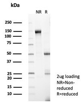 ZNF202 Antibody