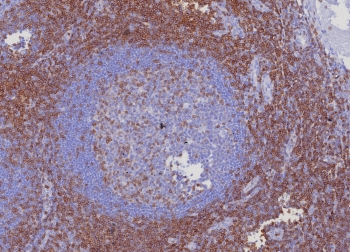 CD3 epsilon Antibody