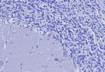 CD3 epsilon Antibody