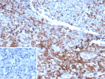CD3 epsilon Antibody