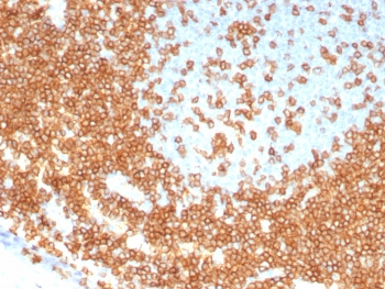 CD3 epsilon Antibody