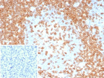 CD3 epsilon Antibody