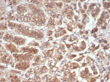 IL-18 Antibody