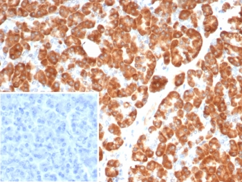 IL-18 Antibody