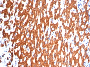 IL-18 Antibody