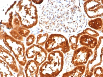 IL-18 Antibody