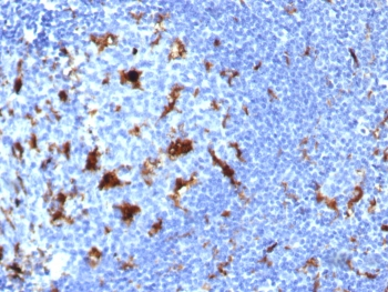 IL-18 Antibody