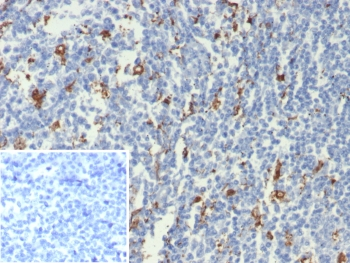 IL-18 Antibody