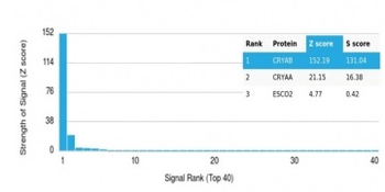Alpha B Crystallin Antibody / CRYAB