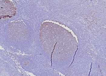 POU2AF1 Antibody / BOB-1