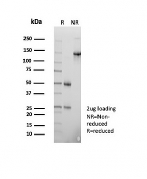POU2AF1 Antibody / BOB-1