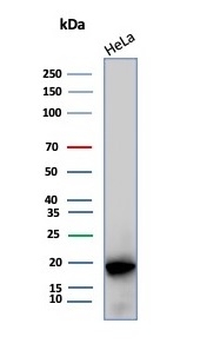 Alpha B Crystallin Antibody / CRYAB