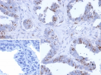 BATF2 Antibody