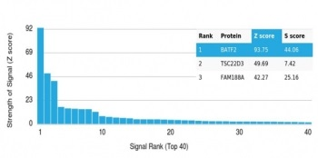 BATF2 Antibody