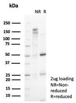 p57 Antibody / p57Kip2