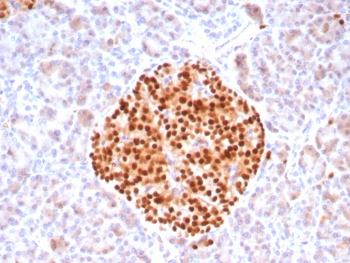 PAX6 Antibody