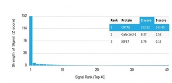 Alpha B Crystallin Antibody / CRYAB