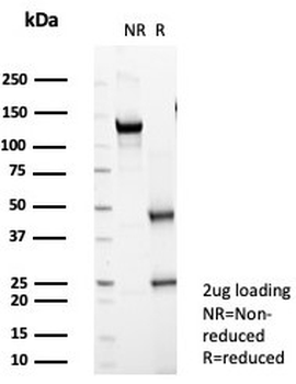 PTEN Antibody