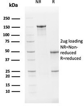 PTEN Antibody