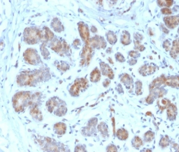PTEN Antibody