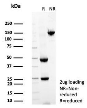 PTEN Antibody