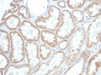PTEN Antibody