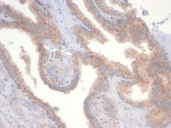 PTEN Antibody