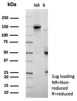 ZNF488 Antibody