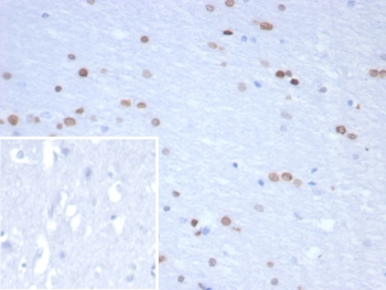 Neurogenin 3 Antibody / NGN3
