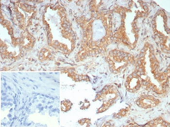 c-RET Antibody