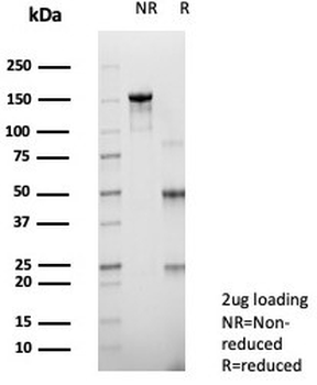 c-RET Antibody