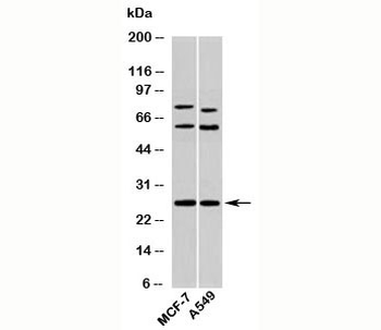 Syndecan 4 Antibody
