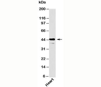 Als2Cr2 Antibody / STRADB