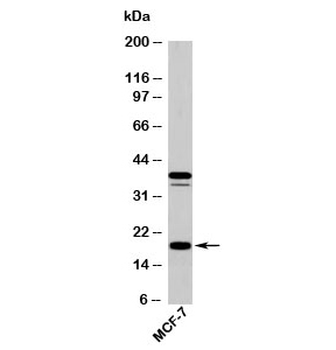 AGR2 Antibody