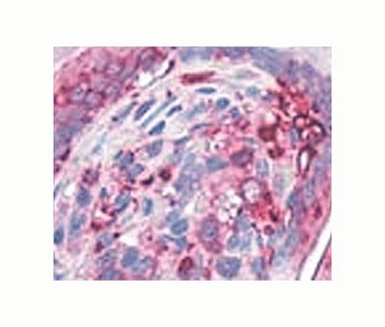 AGR2 Antibody