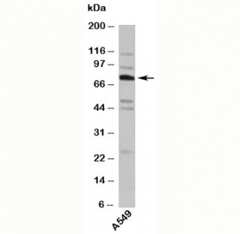 TNFAIP2 Antibody