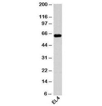 HSP60 Antibody / HSPD1