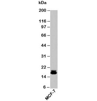 Survivin Antibody / BIRC5