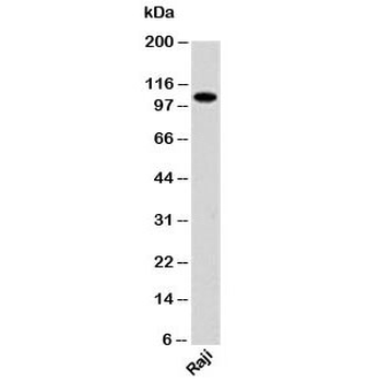 PACS-1 Antibody