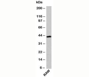 ICAD Antibody