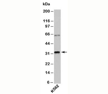 RAX Antibody